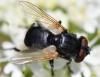 Chetoptilia puella